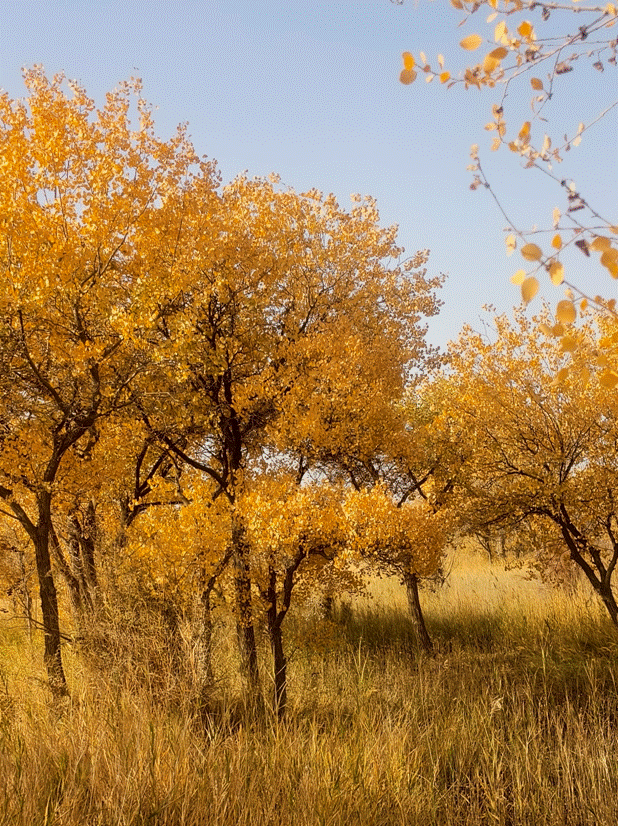 image018.gif
