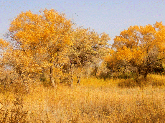 image016.gif